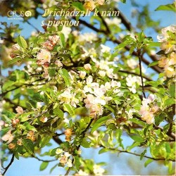 Пластинка Hra Orchestra gustava Broma Prichadzali k nam s piesnou